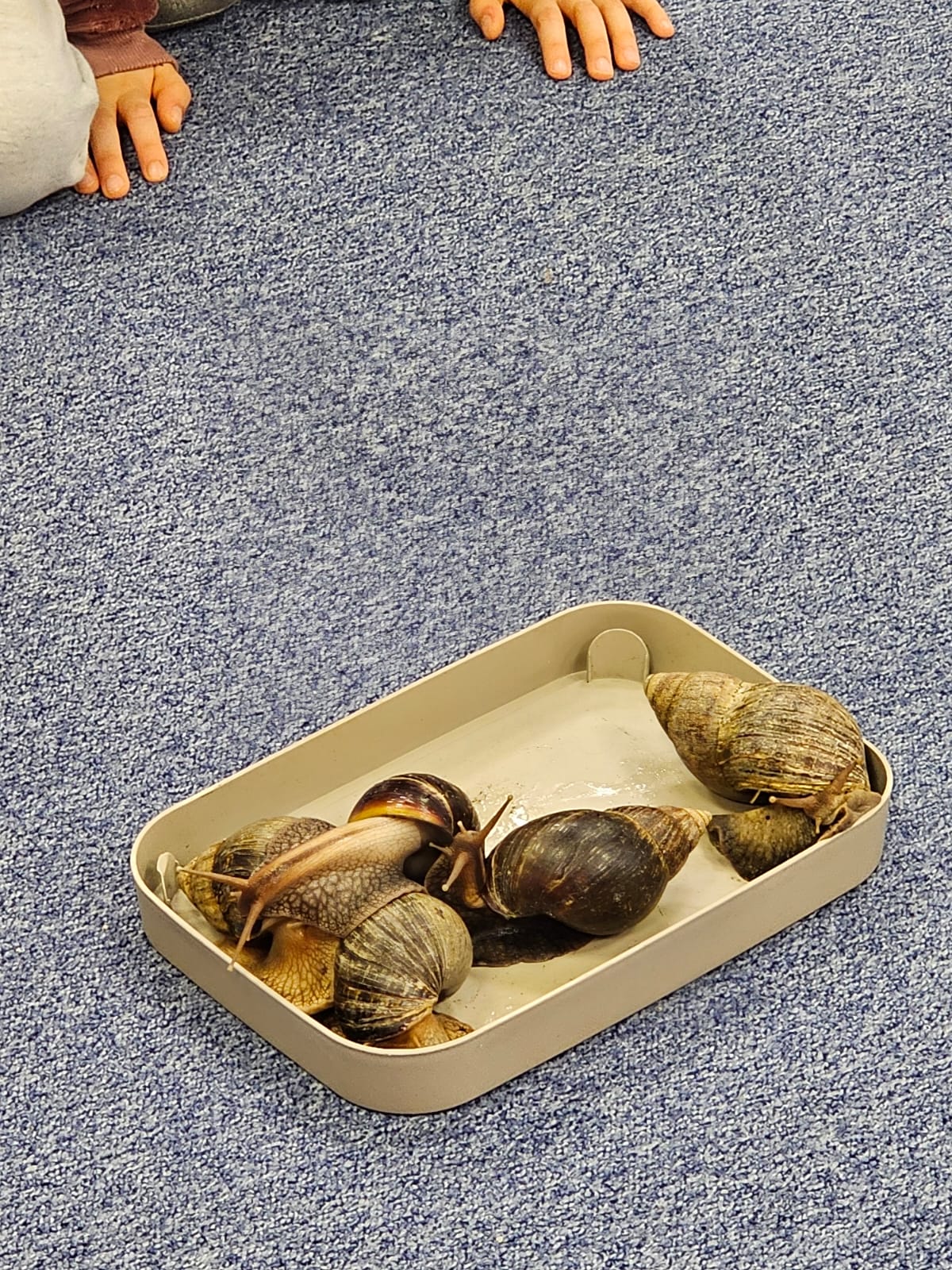 Warsztaty - poznaj ślimaka i żółwia