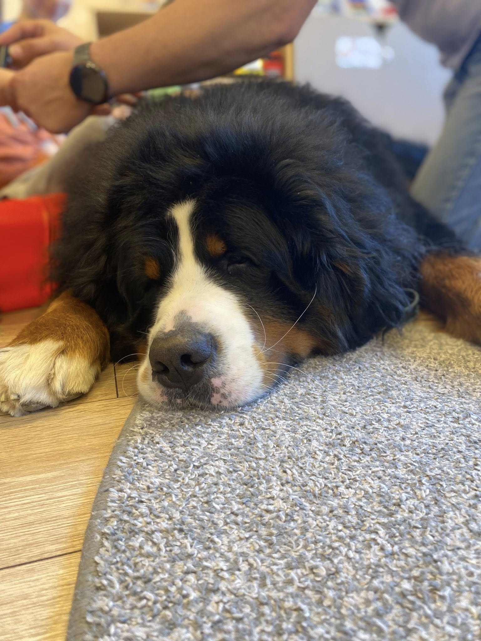 Dogoterapia - KIELO CUD FCI